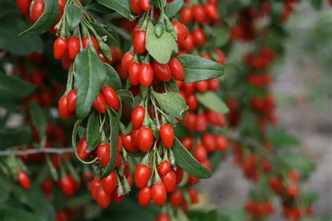 where are goji berries grow